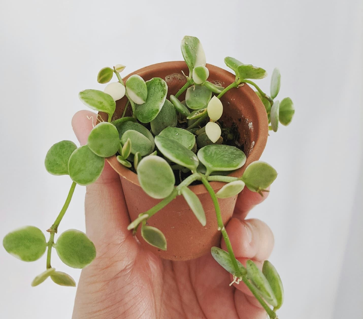 Mudanza de plantas: ¿Cómo transportarlas sin dañarlas?